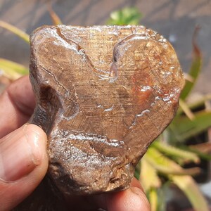 Natural Golden Sapphire Raw | Rare Sapphire Specimen | Raw Collectable Sheen | Unique Specimen Golden Sapphire | 1300 Carat |