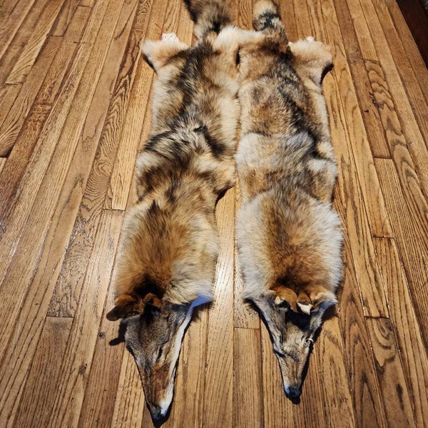 Coyote Pelt Etsy