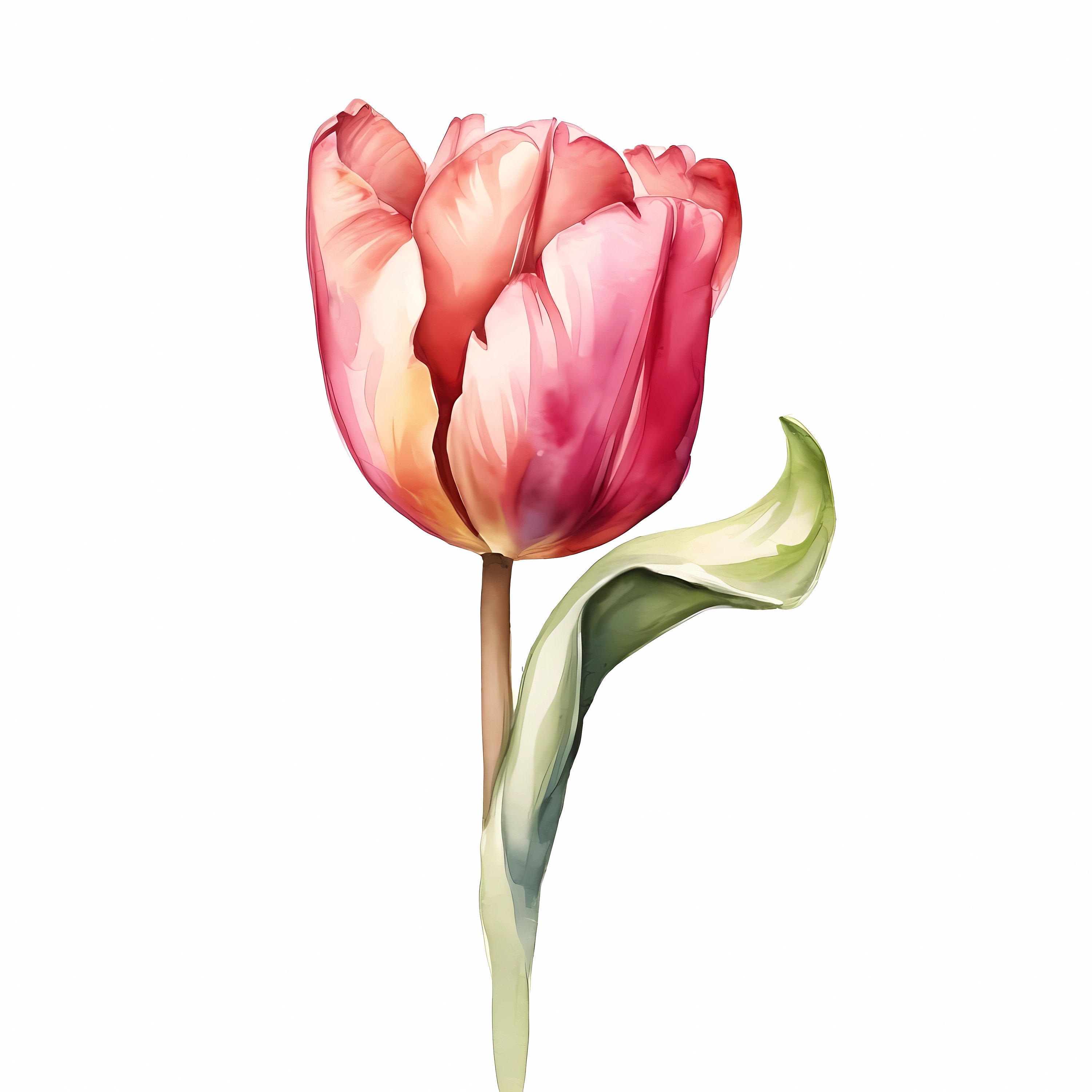 Single Tulip Clipart 13 High Quality Jpgs Digital Download Card Making ...