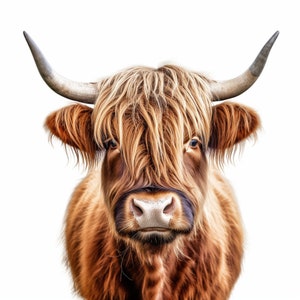 May include: A close-up of a Highland cow with long, shaggy brown fur and a white nose. The cow has large, dark eyes and a friendly expression.