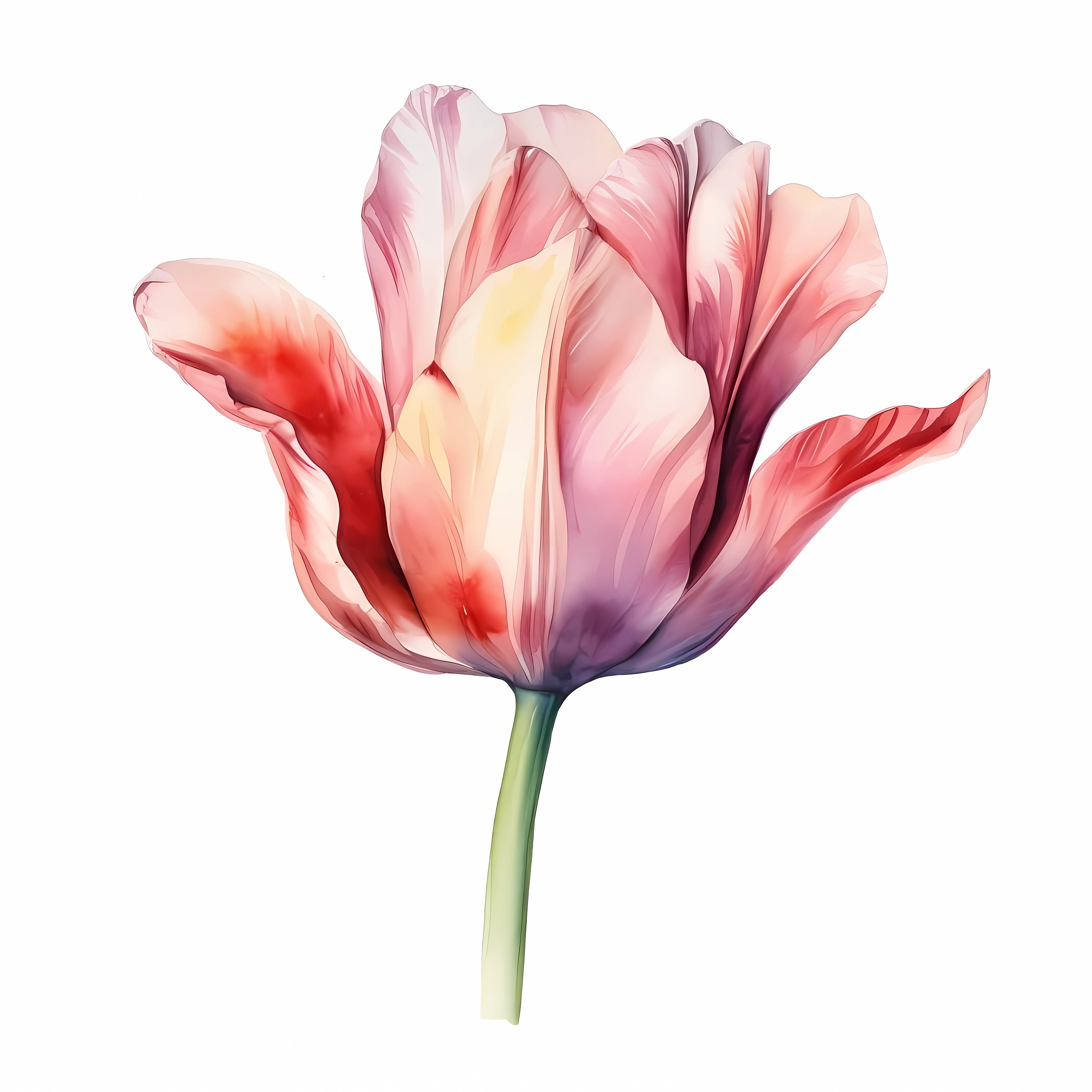Single Tulip Clipart 13 High Quality Jpgs Digital Download Card Making ...