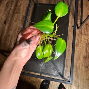 Philodendron Rugosum Aberrant Form