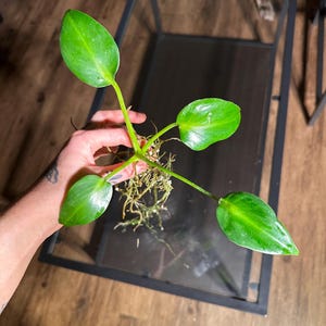 Philodendron Rugosum Aberrant Form