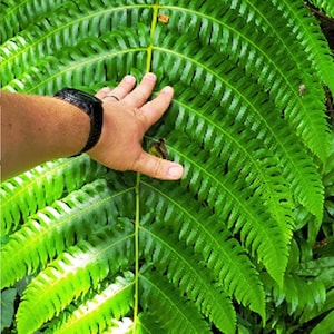 May include: A large, vibrant green fern frond with a hand for scale. The frond's intricate pattern of leaflets is visible, with a central stem and smaller leaflets branching out. The fern is in a natural outdoor setting.