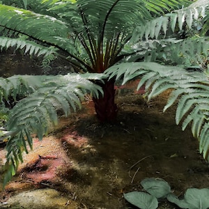 Live, BARE : Als0phil Tree Fern Exotic, huge grower, palm-like shape! No Pot