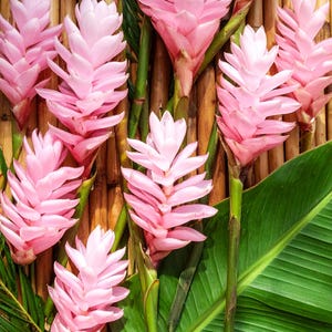 Live Bare root: LIGHT PINK Ginger plant 5&quot; inch Alpinia Purpurata Fragant Exotic Tropical No pot