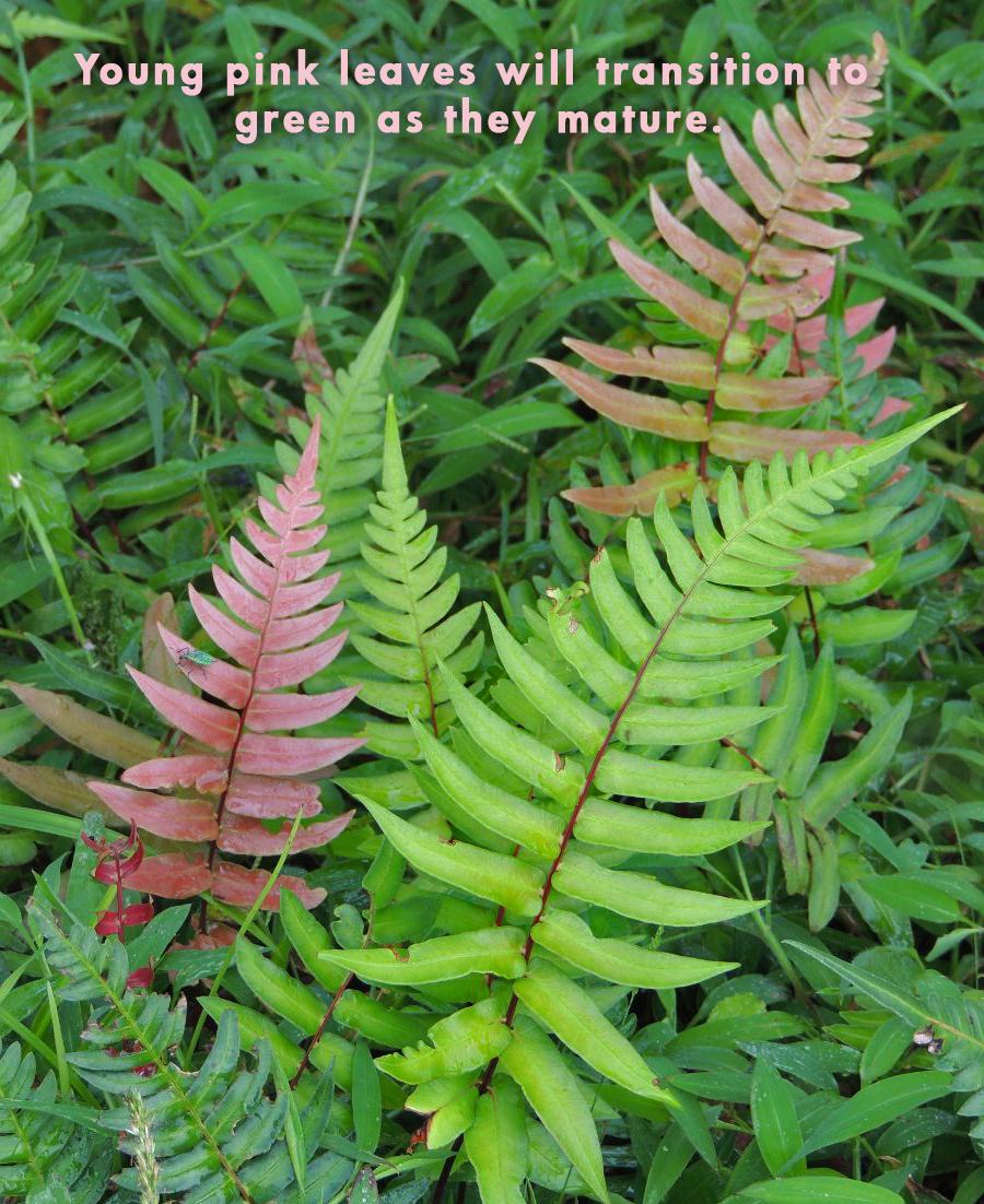 X3 LIVE Rare BARE Plants : Blechnum Occidentale Fern Pink Hammock