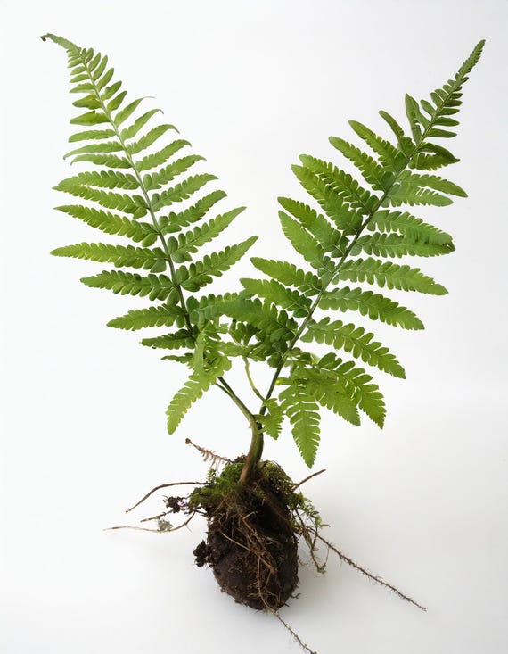 X3 LIVE Rare BARE Plants : Blechnum Occidentale Fern Pink Hammock