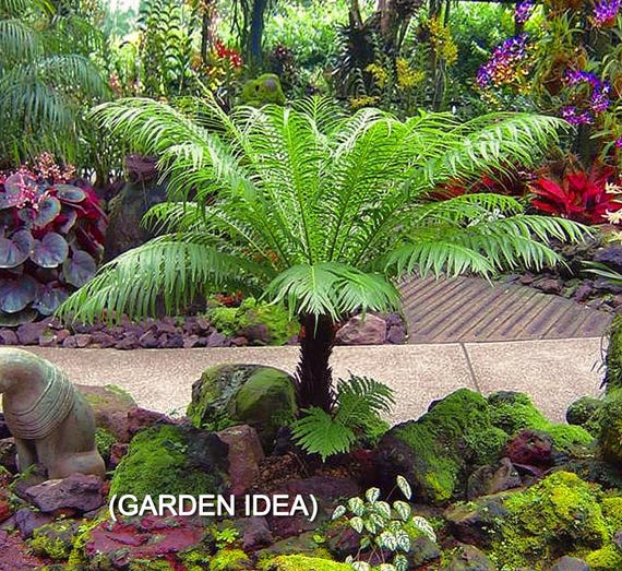 Dwarf Tree Fern | 'Silver Lady' | Proven Winners® Annuals