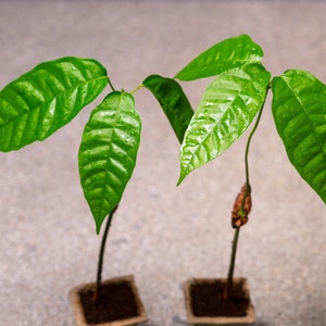 2 Cacao Chocolate Tree Seedlings Saplings (Theobroma Cacao)