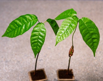 2 Cacao Chocolate Tree Seedlings Saplings (Theobroma Cacao)
