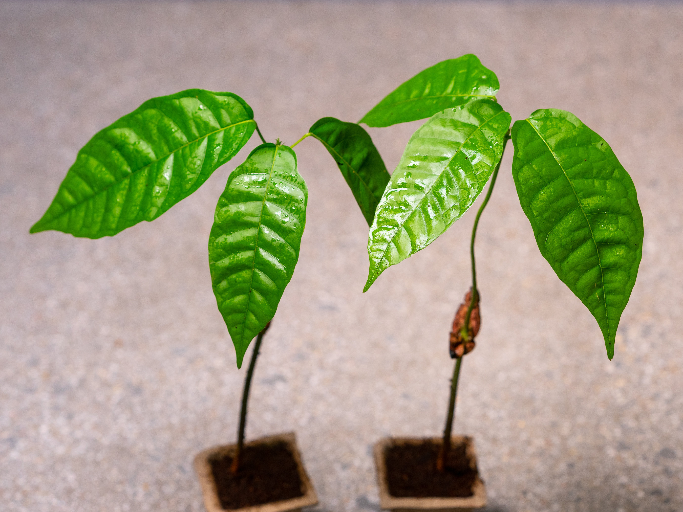 2 Cacao Chocolate Tree Seedlings Saplings (theobroma Cacao) - Etsy