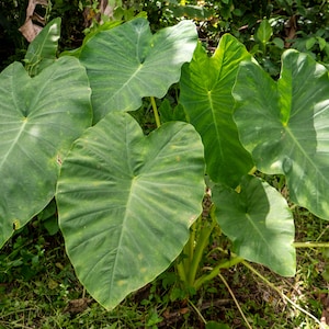 3 Taro root bulbs (Colocasia Esculenta)