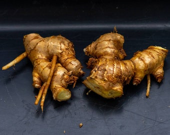 10 Shampoo Ginger Rhizomes, Zingiber Zerumbet, Awapuhi Kuahiwi ...
