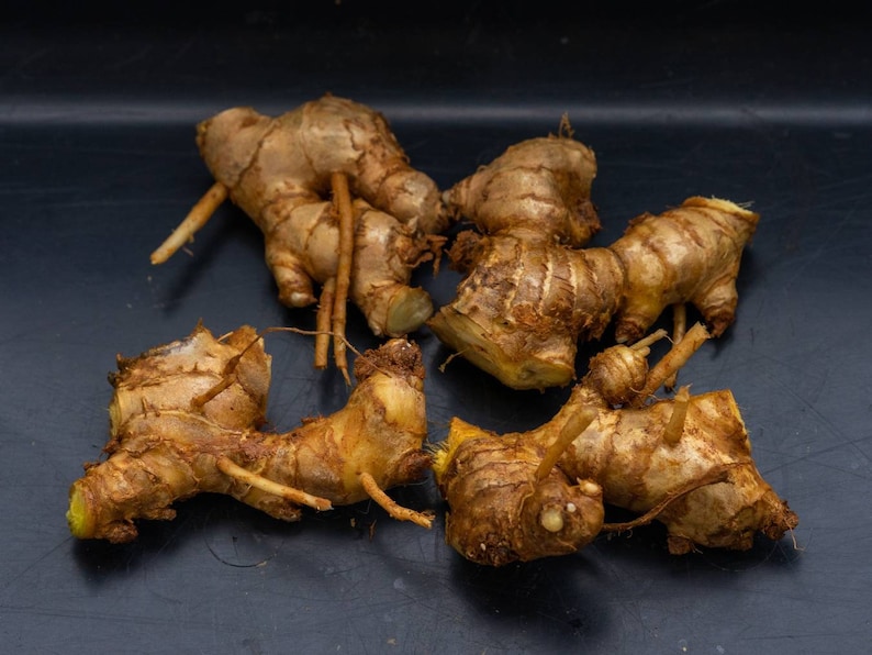 Shampoo Ginger Rhizomes zingiber Zerumbet Etsy