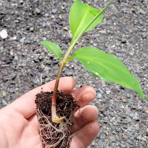 Shampoo Ginger Sprouted Rhizomes Live Plants (Zingiber Zerumbet)