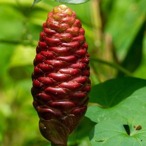 May include: A close-up of a red and green flower bud. The bud has a textured, layered appearance, with a deep red color dominating the outer layers. The top of the bud is a lighter green. The background is blurred green foliage.
