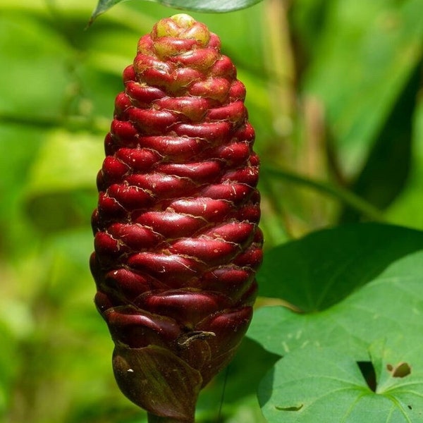 Shampoo Ginger Rhizomes (Zingiber Zerumbet)