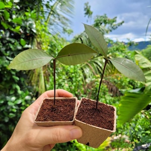 Lemon Drop Mangosteen Seedlings Saplings (Garcinia Intermedia)