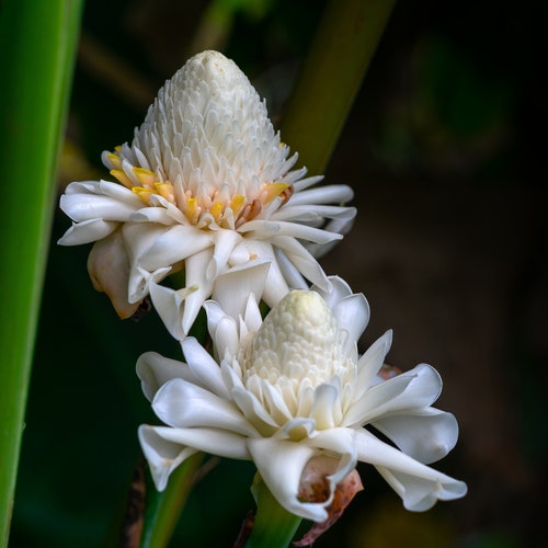 White Torch Ginger Rhizome (etlingera Elatior) - Etsy