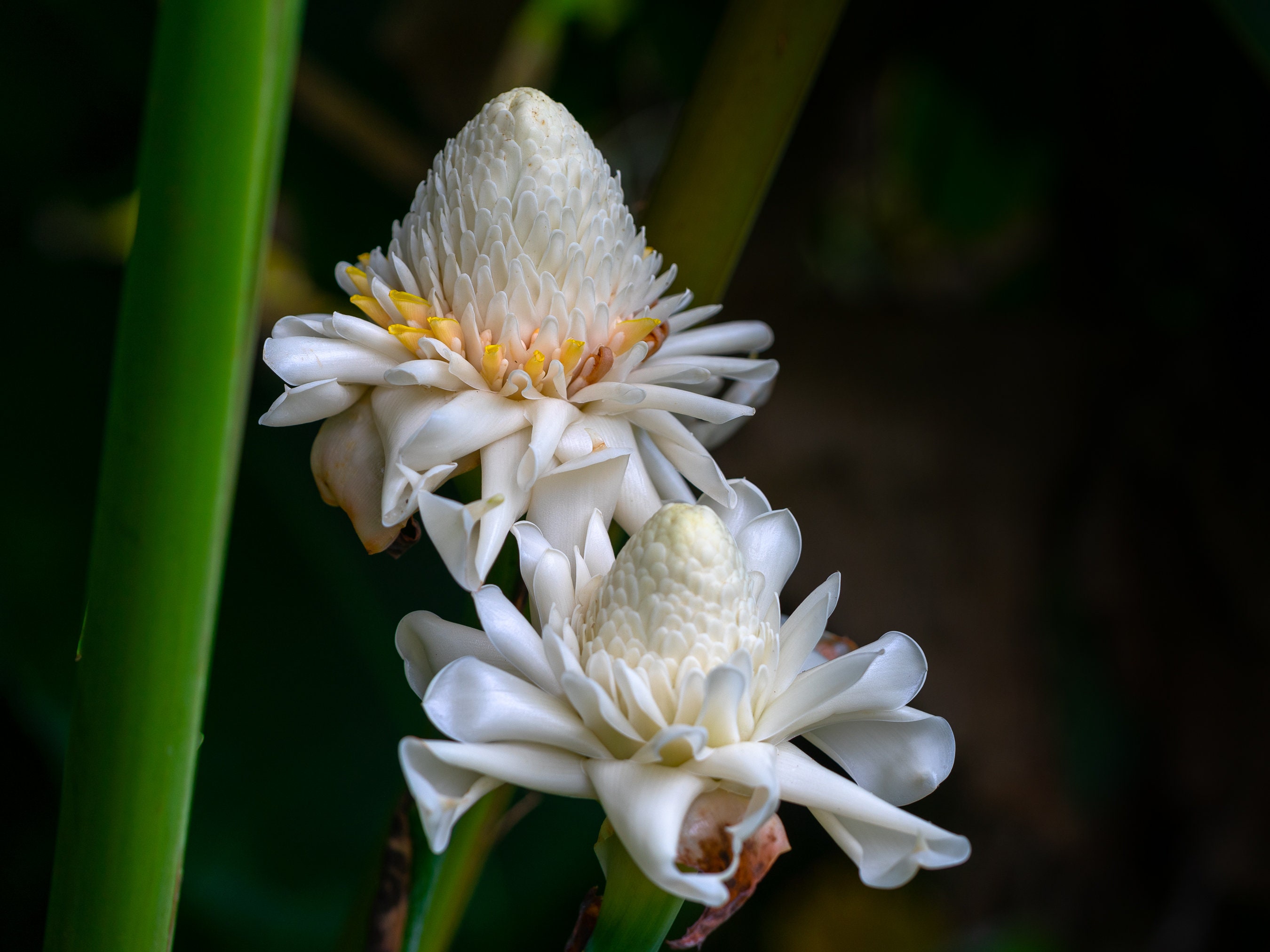 White Torch Ginger Rhizome (etlingera Elatior) - Etsy