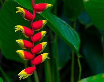 Lobster Claw Heliconia Rhizome (Heliconia Rostrata)