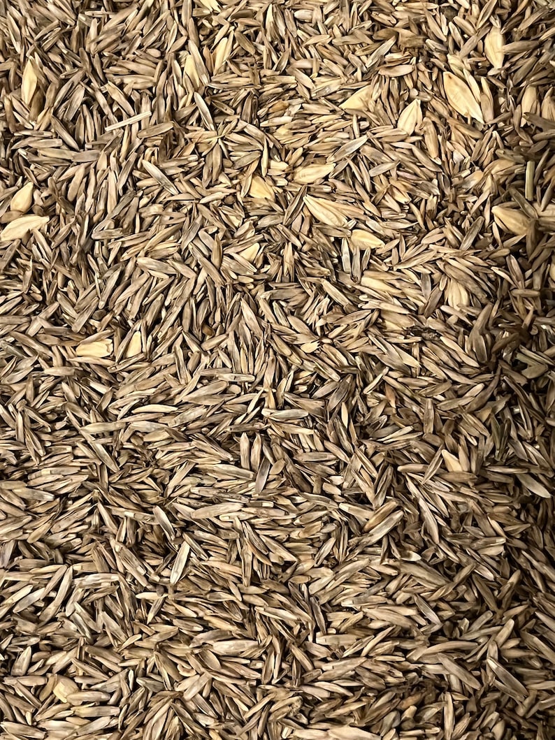 Tortoise Seed Grass Mix for Grazing Species Etsy