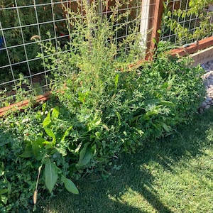 May include: A vibrant garden bed filled with various green plants and weeds. A wire fence and wooden frame border the garden, with a patch of green grass in the foreground. The plants vary in size and shape, creating a natural, unkempt look.