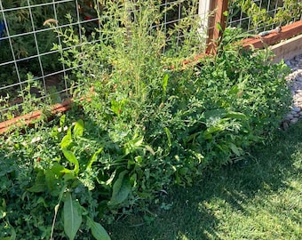 Tortoise Seed - Broadleaf (grass-free) Mix