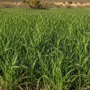 May include: A vast field of vibrant green grass with long, slender blades growing densely across the landscape. The vegetation appears lush and healthy, covering the ground in a uniform layer under bright, natural daylight conditions.