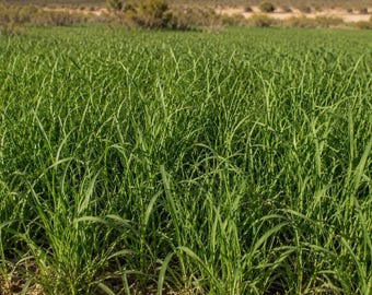 Könnte beinhalten: Ein weites Feld aus leuchtend grünem Gras mit langen, schmalen Halmen, die dicht über die Landschaft wachsen. Die Vegetation wirkt üppig und gesund und bedeckt den Boden in einer gleichmäßigen Schicht bei hellem, natürlichem Tageslicht.