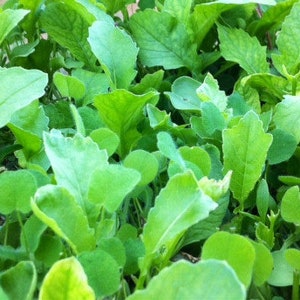 Tortoise Seed - Testudo Broadleaf Mix