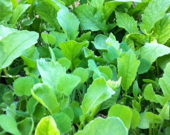 Tortoise Seed - Testudo Broadleaf Mix