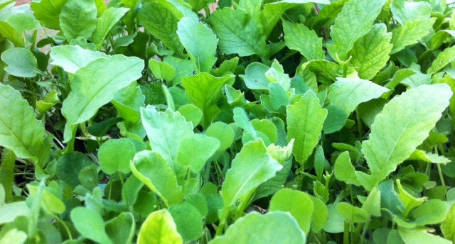 Tortoise Seed - Testudo Broadleaf Mix