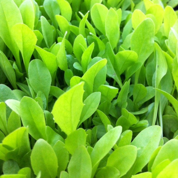 Tortoise Seed - Italian Dandelion / Chicory