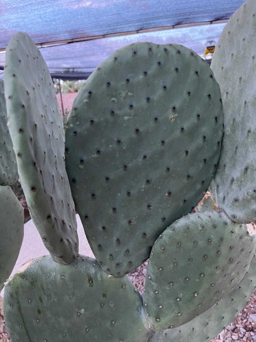 Spineless Cactus Pad for Tortoise Food (3 Pounds) - Etsy