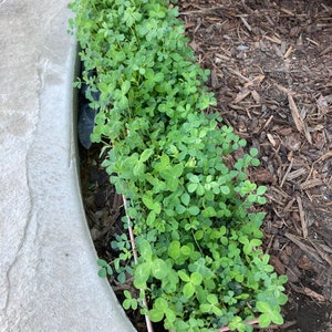 May include: A close-up of a planter filled with green clover plants. The planter is made of a light pink material and is sitting on a bed of brown mulch.