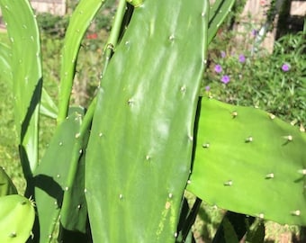 May include: Close-up of a prickly pear cactus with large, flat, green pads and a new, light green growth. The pads have small white dots and are in a garden setting with sunlight.