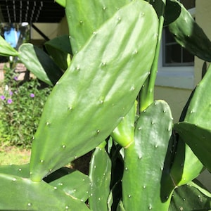 Prickly Pear Cactus Nopales – Spineless Edible Pads