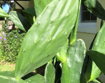 Prickly Pear Cactus Nopales – Spineless Edible Pads