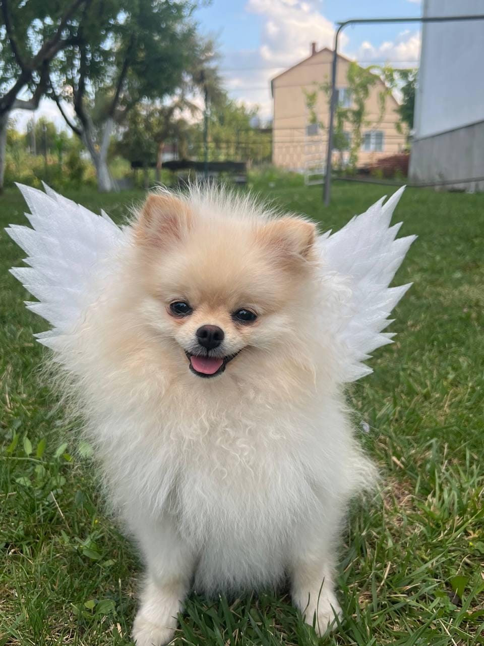 White Angel Wings for Pets - Perfect for Dogs and Cats, Costume Accessory for Photoshoots and Special Occasions