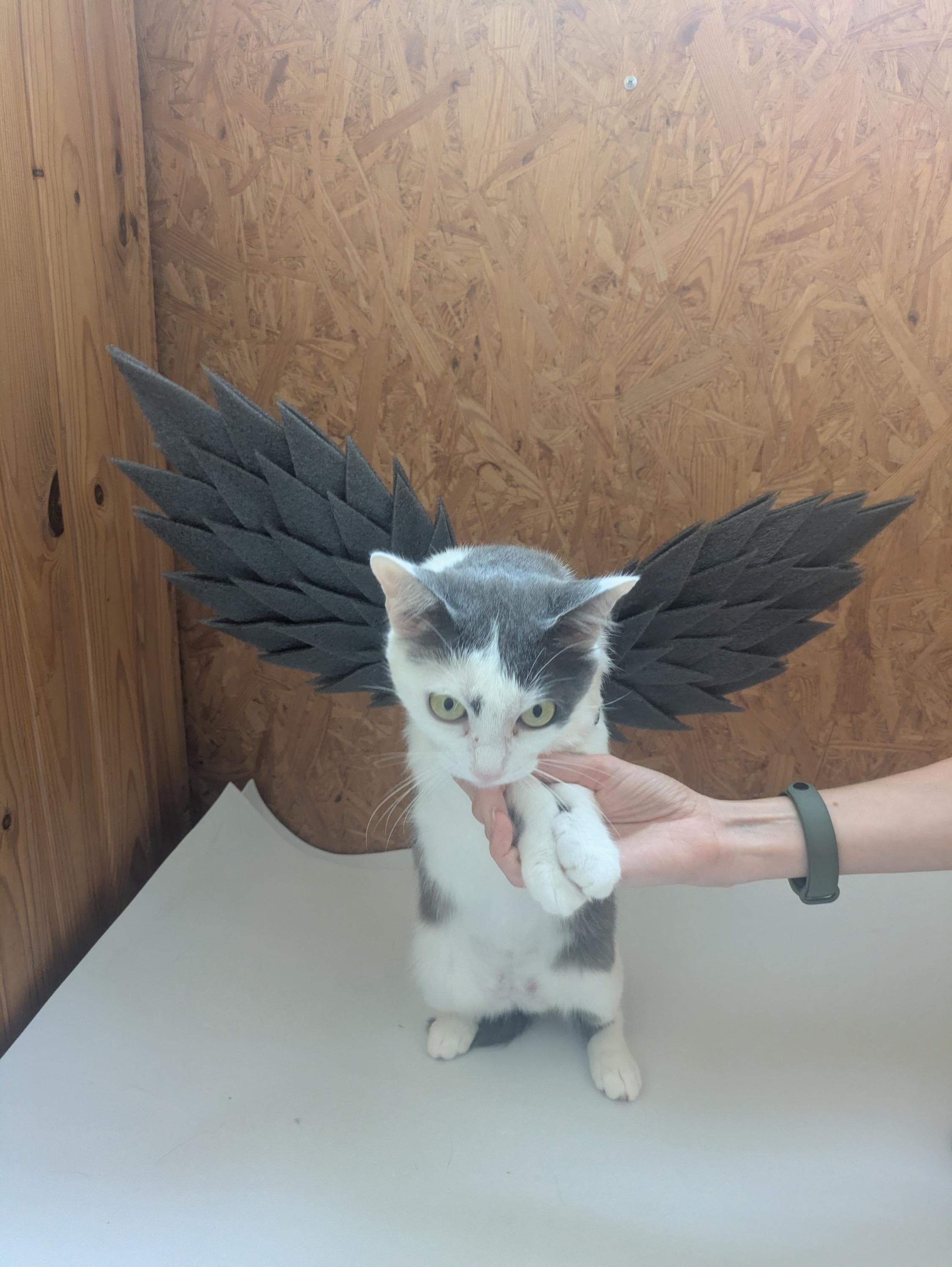 White Angel Wings for Pets - Perfect for Dogs and Cats, Costume