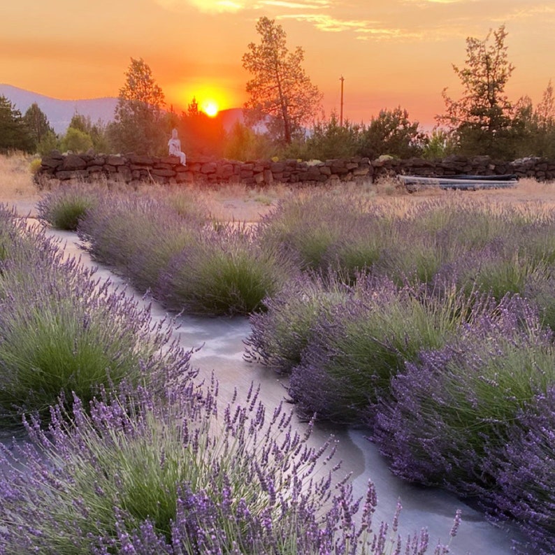 Ground Culinary Lavender 1 oz ounce Edible Lavender Herb, Spice for Use in Cooking and Beverages, Food Grade Lavender image 9