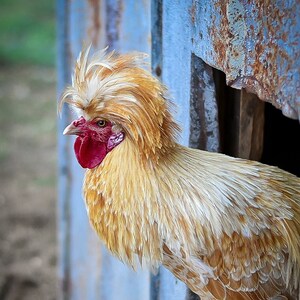 A Day with Charlie the Rooster