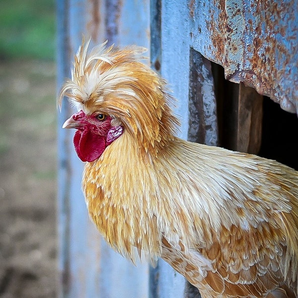 Digital Download - A Day with Charlie the Rooster - Rooster Photography - Farm Animal Photography - Country Photography - Chicken Portrait