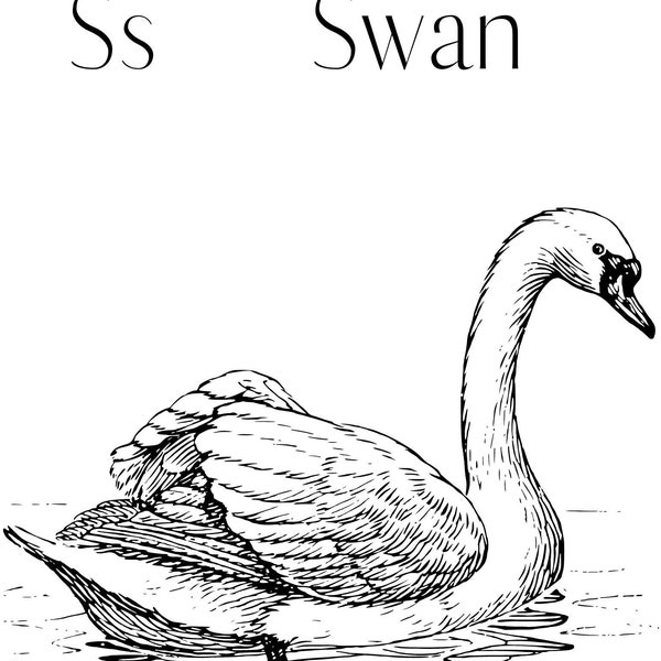 S is for Swan Coloring Page