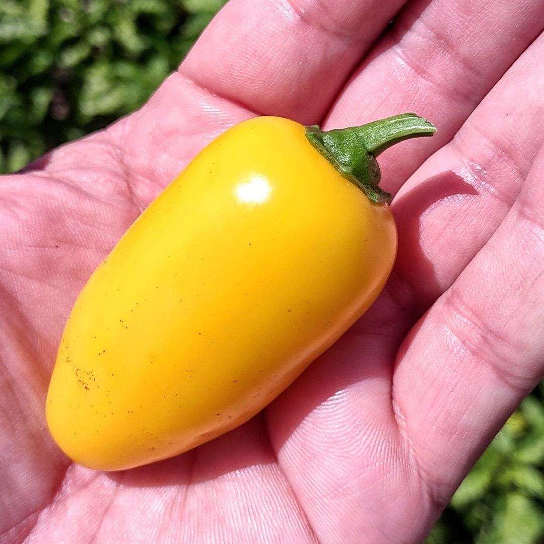 Lemon Spice Jalapeno Pepper Seeds Pack of 10 Hot Pepper Etsy