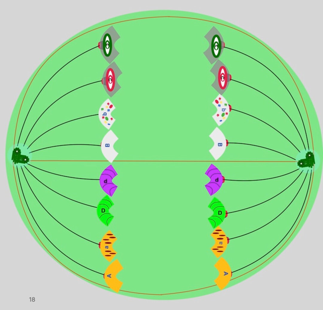 Mitosis A beary Yummy sweet of Simulation Activities, a Kinetic Mitosis ...