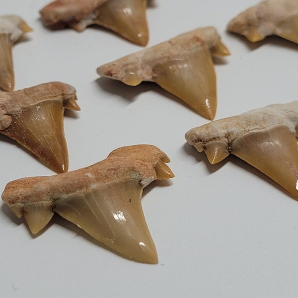 Haifischzahn / Haifischzähne versteinert aus Marokko (ca. 2,0cm)