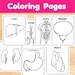 Human Body Organs Interactive Cut and Paste Worksheets - Etsy